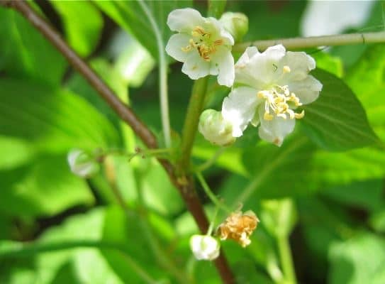 Актинідія коломікта – не тільки красиве, але й їстівне рослина
